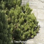 Pine Tree; Photo of Mungo Pine Tree Type