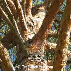 Pines: Scots Pine Tree Species; Branches, Bark, Trunk | Tree:Pine+Scots at Tree-Pictures.com