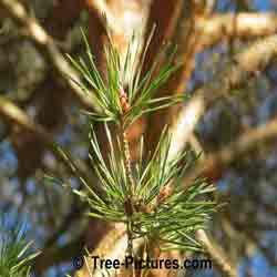 Pines, Scots Pine Needles Branch | Tree:Pine+Scots+Needles+Branch | Tree-Pictures.com
