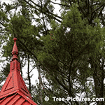 Picture of Pine Trees: Red Finial As Accent To Gazebo Design With Pine Tree in Background
