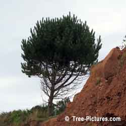 Pine Tree, Solo Pine Tree on the Red Sand Banks of PEI, Prince Edward Island Photo