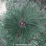 Pine Trees, Picture of Pine Trees, Image of Pine Trees, Pine Tree Facts