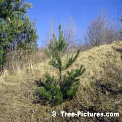 Pine Tree, New Pine Growing on a Hill
