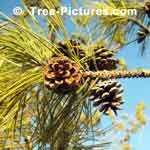 Tree Cone Picture