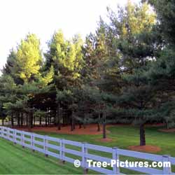 Pine Trees. White Pines behind Estate Fence Photo