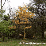 Pine Tree Pictures: Tamarack or Larch Pine Tree Type in the Fall, Larix Iaricina, White Pine On Photos Left | Tree:Pine+Tamarack Tree-Pictures.com
