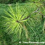 Pictures of Pine Trees: White Pine Needles | Tree:Pine+White at Tree-Pictures.com