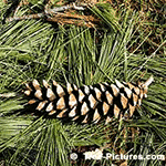 Pictures of Pine Trees: White Pine Tree Cone | Tree:Pine+White at Tree-Pictures.com