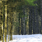 Pictures of Pine Trees: White Pine Tree Forest Trail | Tree:Pine+White Tree-Pictures.com