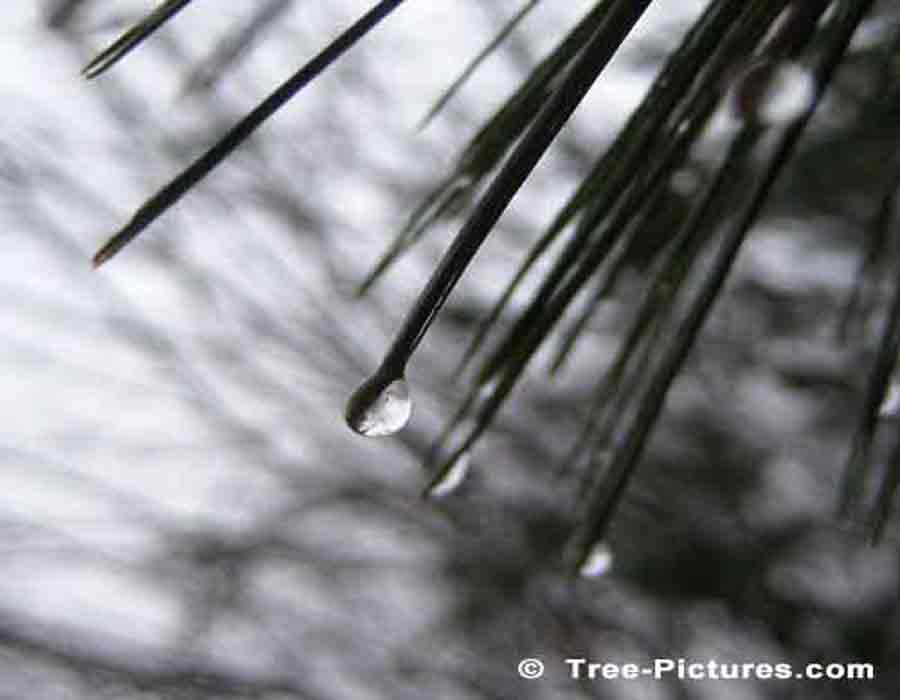 Pine Tree, White Pine Needles After The Rain | Pine Trees at Tree-Pictures.com