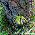 Pictures of Pine Trees: White Pine Bark | Tree:Pine+White+Bark at Tree-Pictures.com