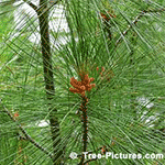 Pictures of Pine Trees: White Pine Needles | Tree:Pine+White at Tree-Pictures.com