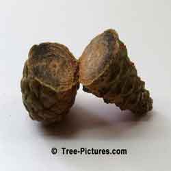 Pine Cones: Split in Half, A White Pine Tree Cone. Pine Cone is harder than Pine Wood