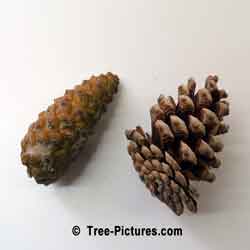 White Pine Cones: One Closed Pine Cone and One Open Pine Cone