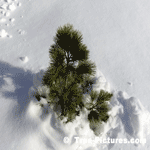Pictures of Pine Trees: Small New Growth White Pine Tree Type in Winter