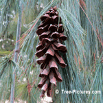 White Pine Cone: Picture of Cone from the White Pine Tree | Tree:Pine+White+Cone at Tree-Pictures.com