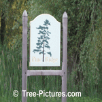 Pine Trees: Business Sign Named After Location Amongst The Pine Trees | Tree:Pine+Image at Tree-Pictures.com