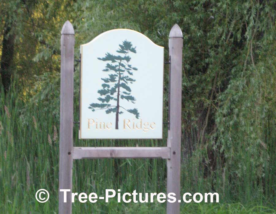Pine Trees: Business Sign Named After Location Amongst The Pine Trees | Pine Trees at Tree-Pictures.com