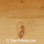 Pine Wood, Knotty Pine Cheap Wood Used For Household Repair | Tree:Pine+Wood+Knot at Tree-Pictures.com