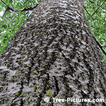 Poplar Tree Pictures: Leaf, branch, bark of the Grey Popular Tree