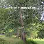 Picture of Grey Poplar Tree
