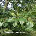 Poplar Tree Pictures: Leaf, branch, bark of the Grey Popular Tree