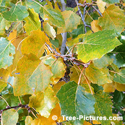 Pictures of Poplar Trees: Poplar Tree Leaf Identification