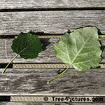 Poplar Tree Pictures: Leaf of the Popular Tree orPopulus