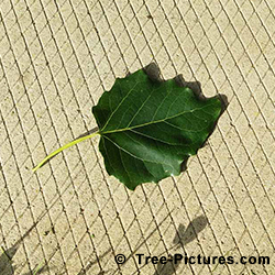 Pictures of Poplar Trees: Poplar Tree Leaf Identification