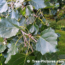 Poplar Tree Pictures: Poplar Tree Identification