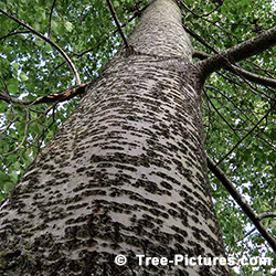 Pictures of Poplar Trees: Poplar Tree Bark Identification