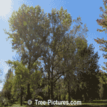Poplar Tree Pictures: Grove of Popular Trees, Scientific Name; Populus