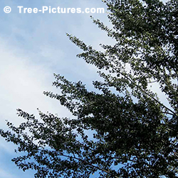 Pictures of Poplar Trees: Poplar Tree Leaves and Branches