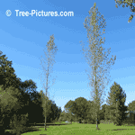 Poplar Tree Pictures: Canadian Poplar,Populus x canadensis, Prairie Sky Poplar Trees Type