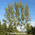 Poplar Tree Pictures: Row of Large Popular Trees, Populus