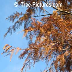 Redwoods Tree Pictures: Dawn Redwood Tree Type; Leaf Leaves