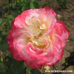 Beautiful Roses, Ketchup & Mustard Rose Rose Flower
