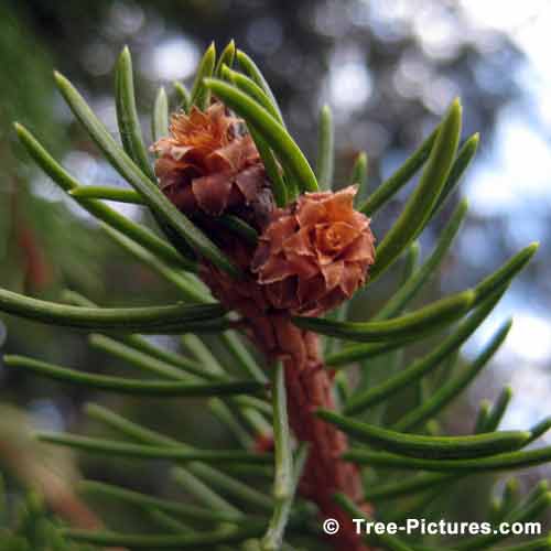 Spring  Tree Pictures, Impressive New Spring Spruce Tree Buds