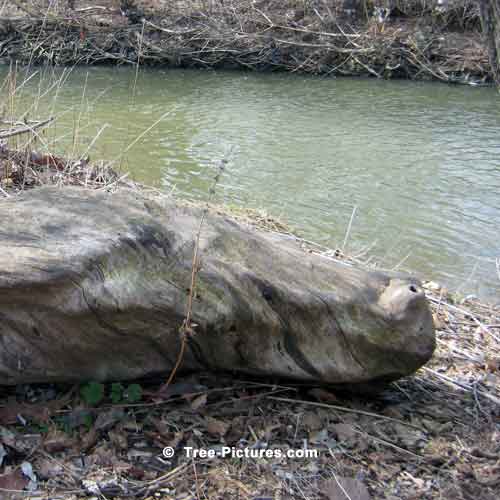 Spring Tree Picture, Log Ness Monster Resting on Creek Bank