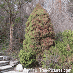 Spruce Tree: Picture of an Alberta Spruce Tree in Spring