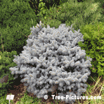 Blue Spruce: Small Colorado Spruce Tree Shaped as Dwarf, Nice Blue Needles