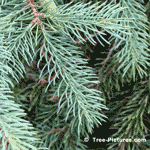 White Spruce Trees, Picture of a White Spruce Tree Needles
