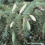 White Spruce Tree, Picture of a White Spruce Tree Needles & Cones