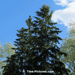 spruce tree picture