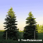 Pictures of Spruce Trees; White Spruce Tree Evergreen