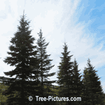 Pictures of Spruce Trees; White Spruce Tree Type