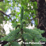 Pictures of Spruce Trees; White Spruce Type Tree's Branch and Needles Close Up Photo