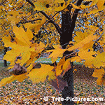 Sycamore Tree Pictures: Fall Picture of Sycamore Trees Leaves: Tree+Sycamore+Leaves Image