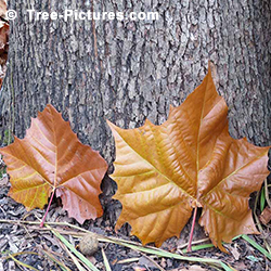 Sycamores Tree Pictures: American Sycamore Leaves