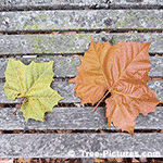 Sycamore Tree Pictures: Fall Picture Comparison of Sycamore Trees Leaf Sizes Tree+Sycamore+LondonPlaneTree